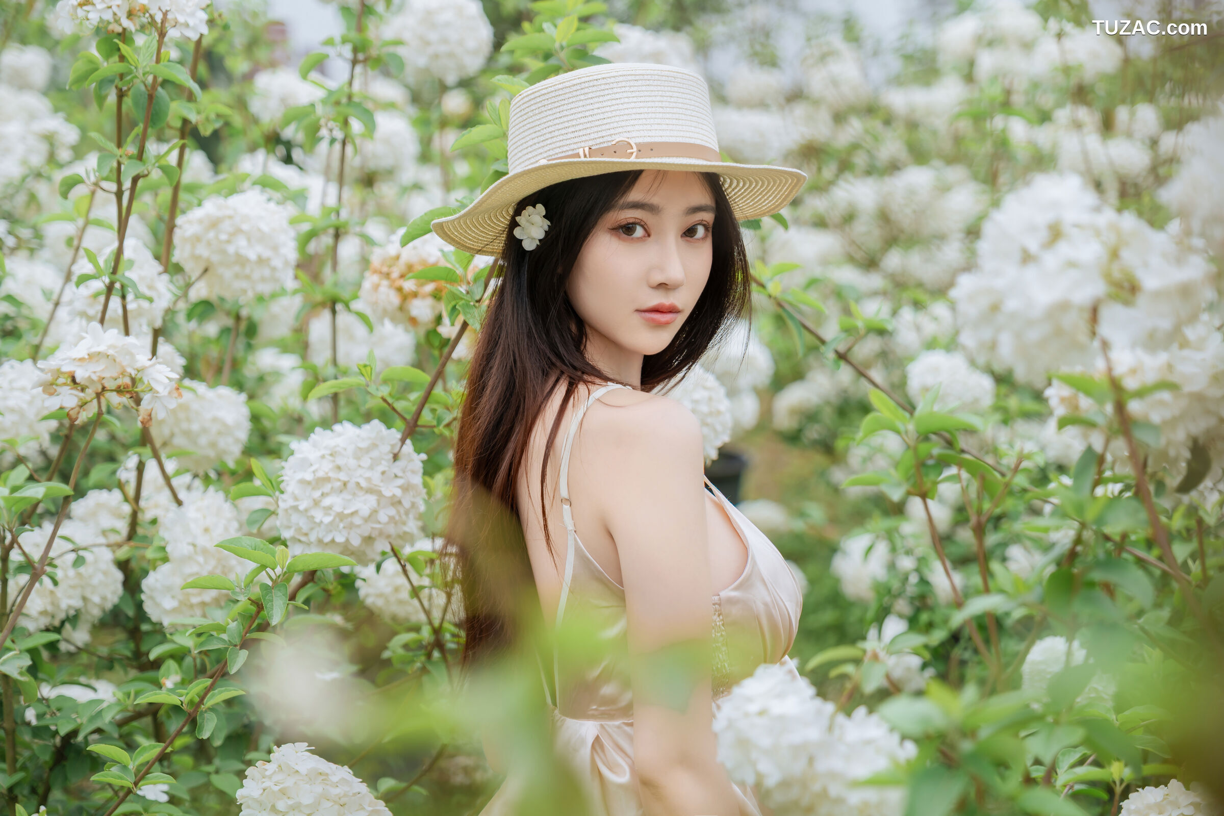年年-木绣球