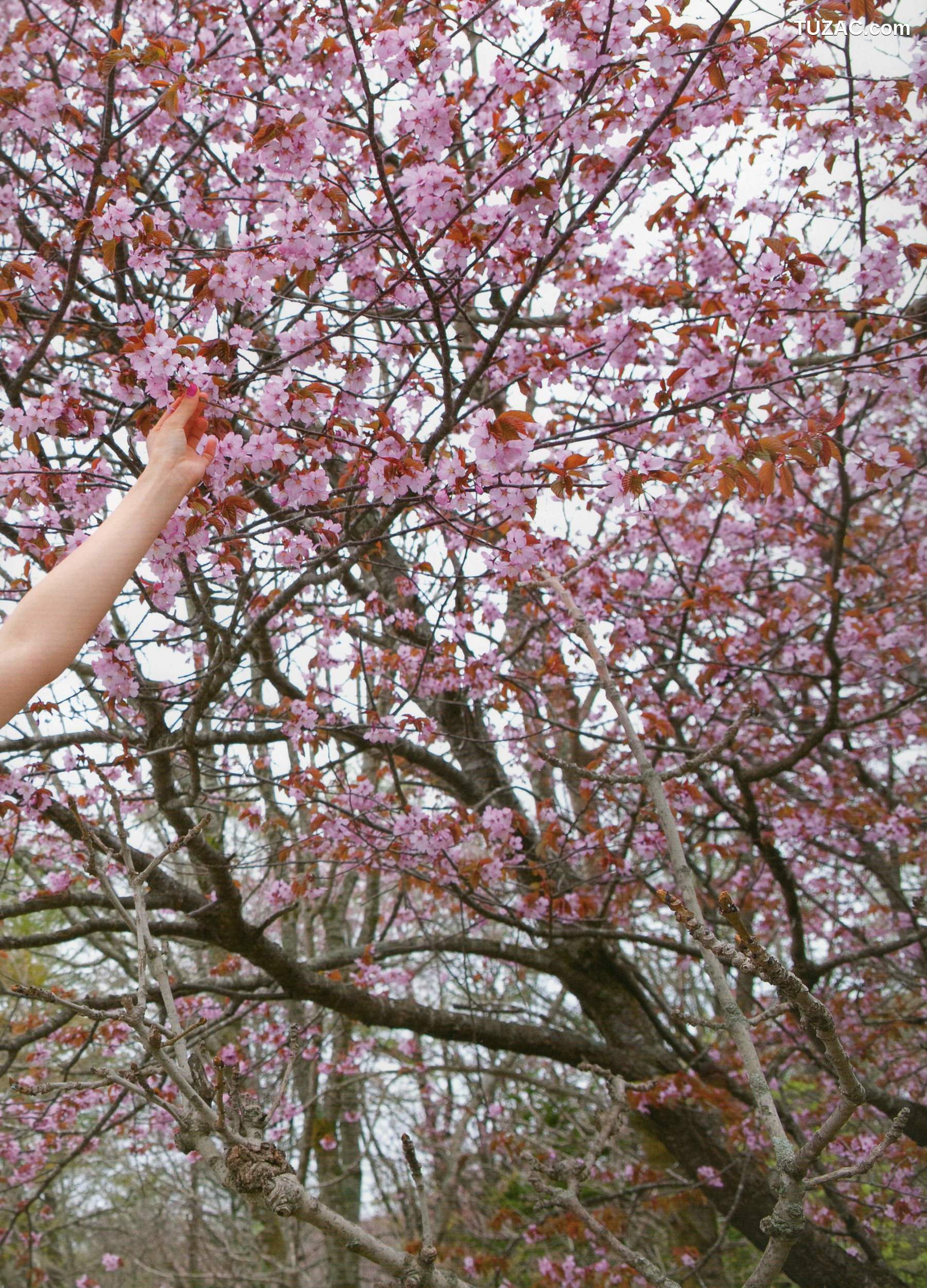 PB写真集_吉木りさ《Sekirara》 写真集[120P]